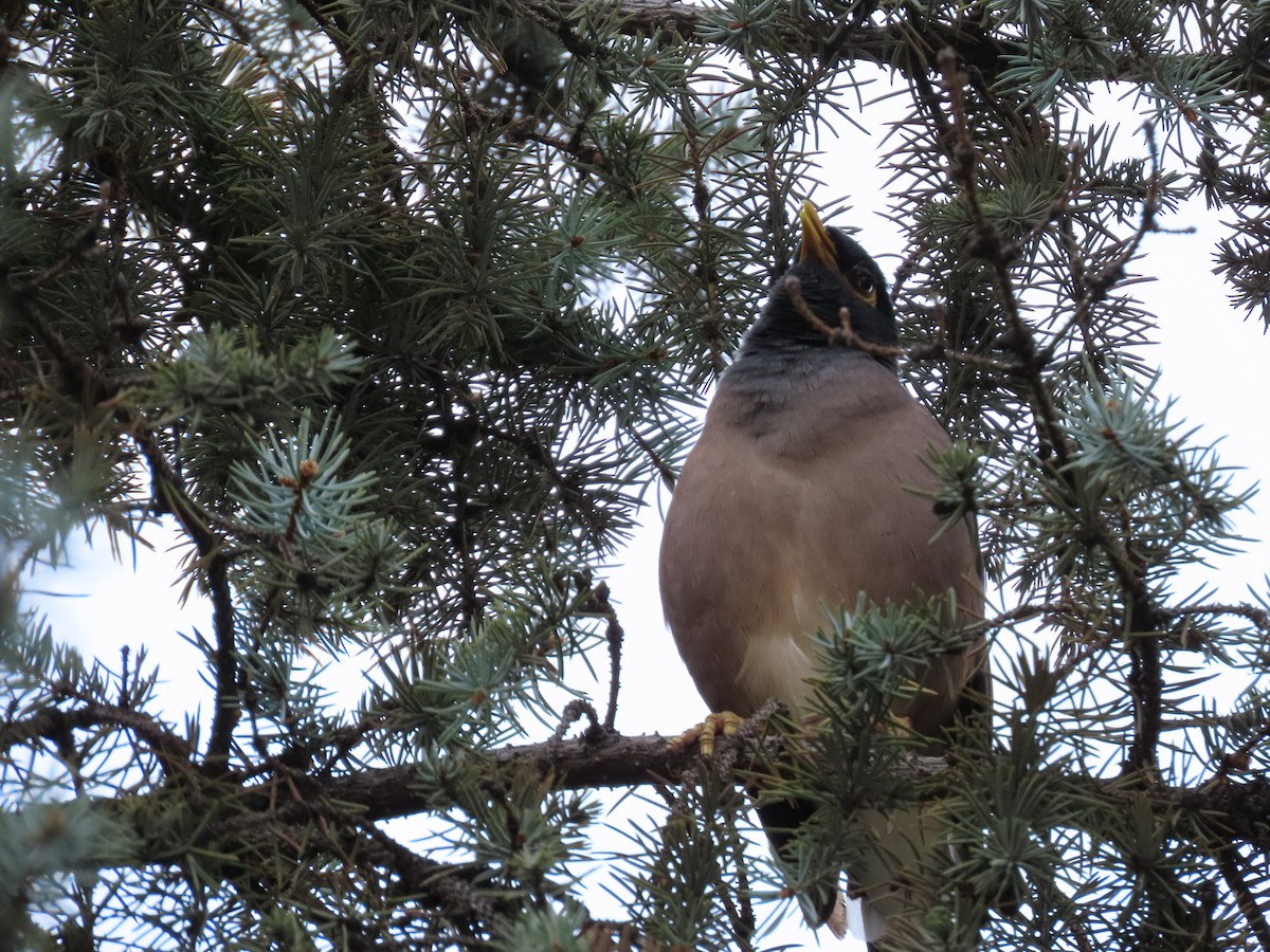 Common Myna - ML643958211