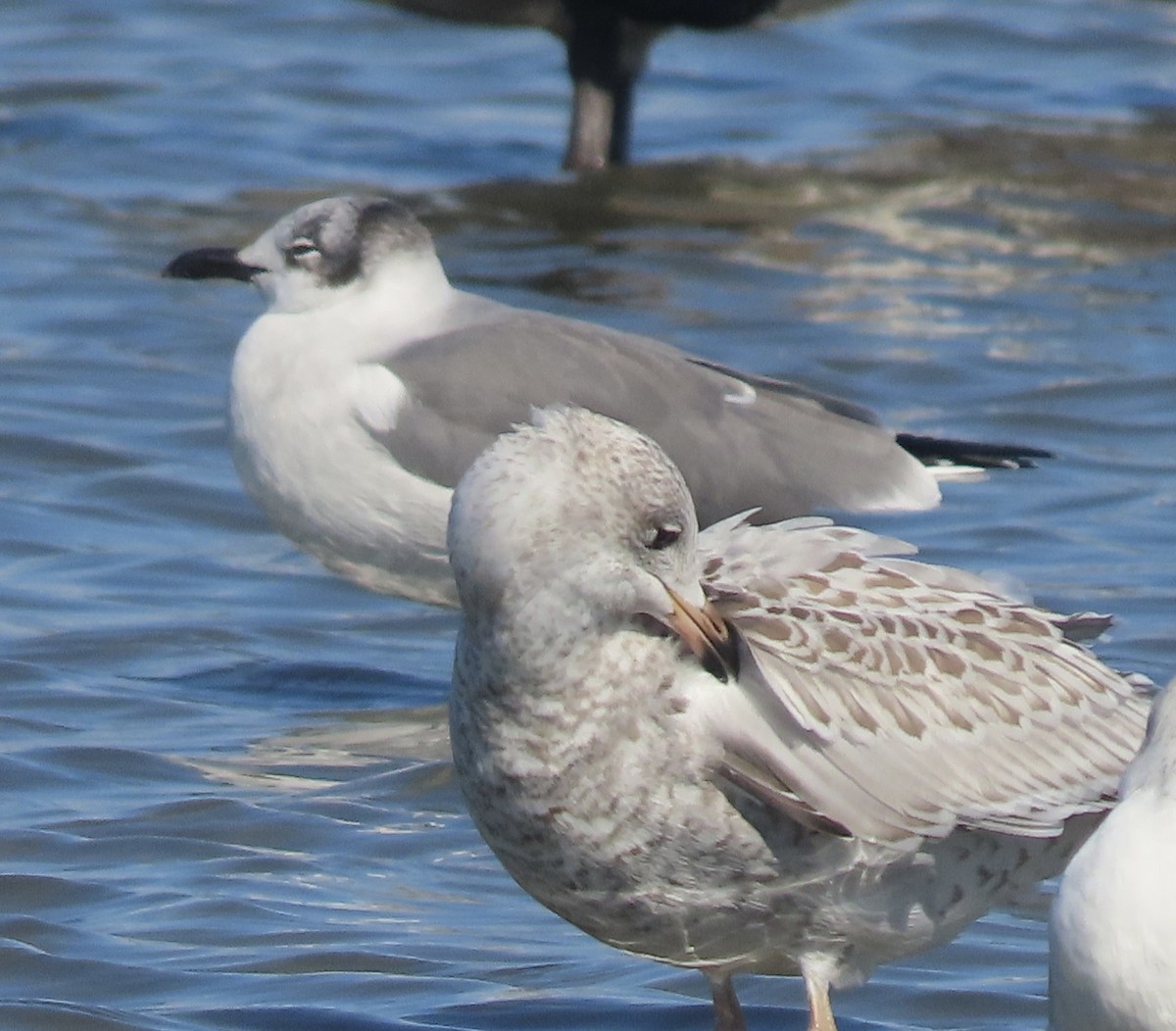 Laughing Gull - ML643958214