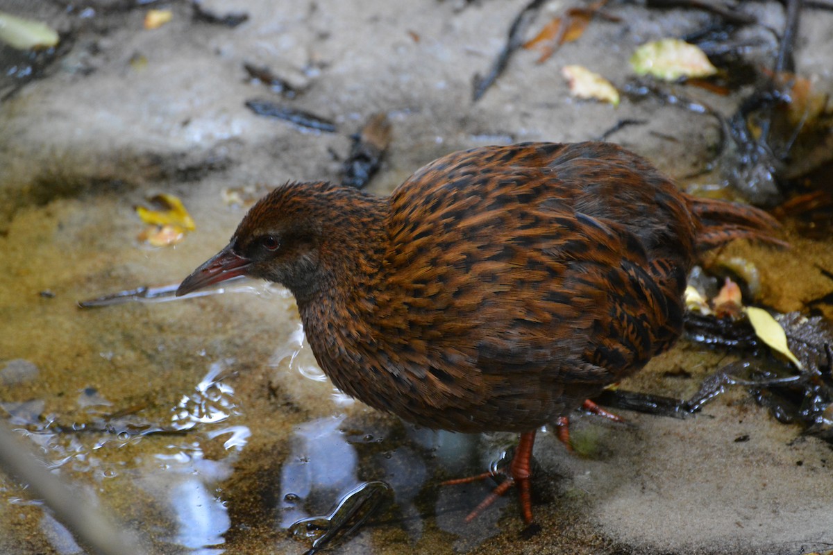 Уэка - ML643958225