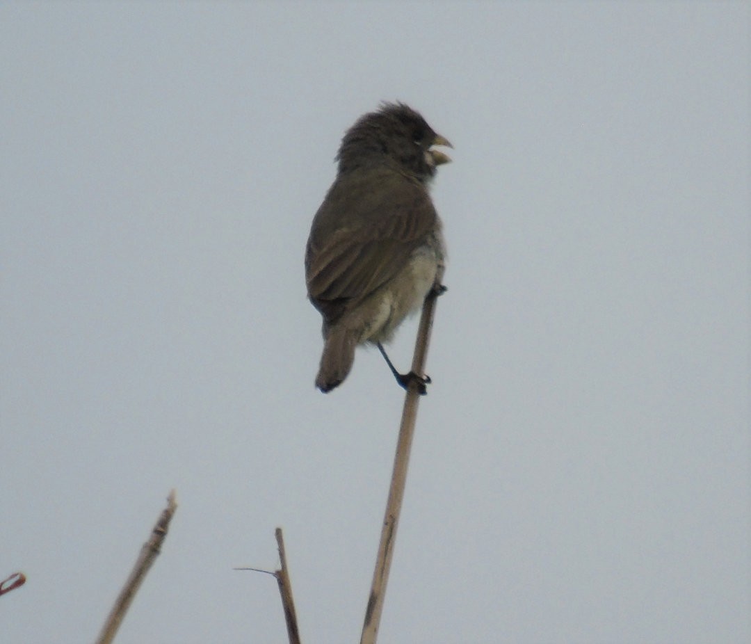 Double-collared Seedeater - ML643958239