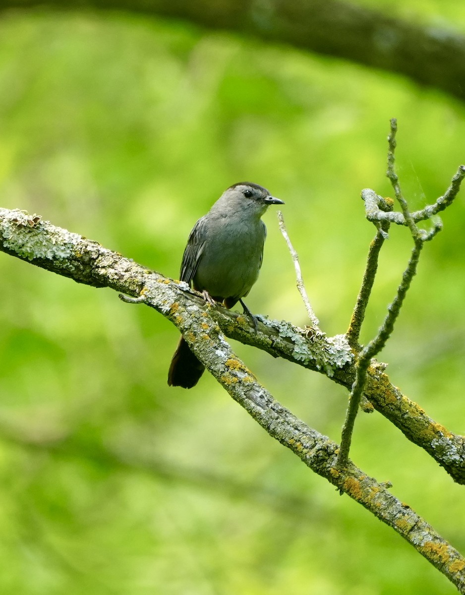 Moqueur chat - ML643958242