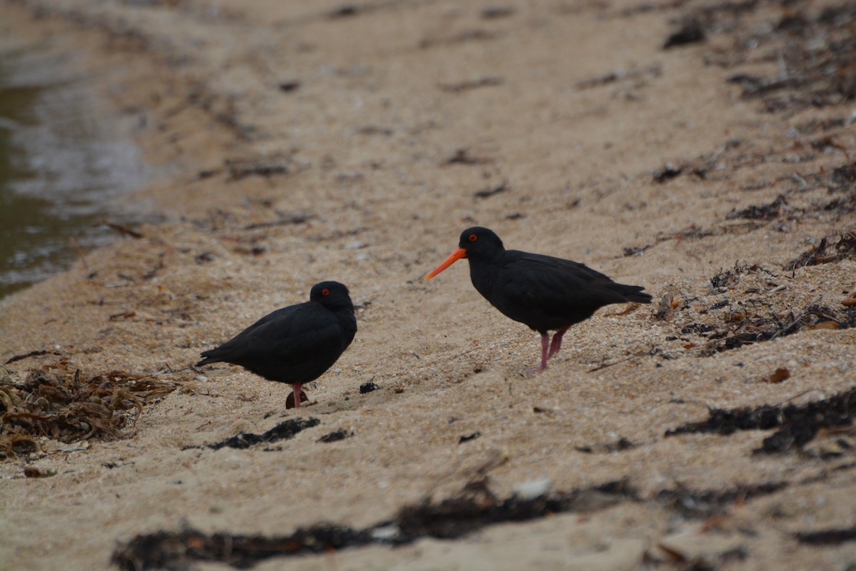 Huîtrier variable - ML643958243