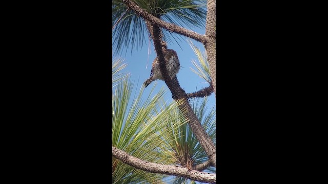 Northern Pygmy-Owl - ML643958245