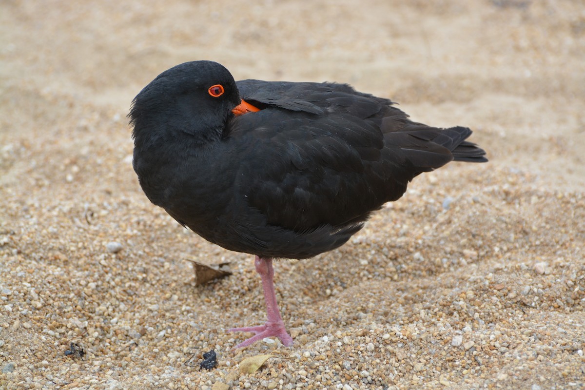 Huîtrier variable - ML643958248