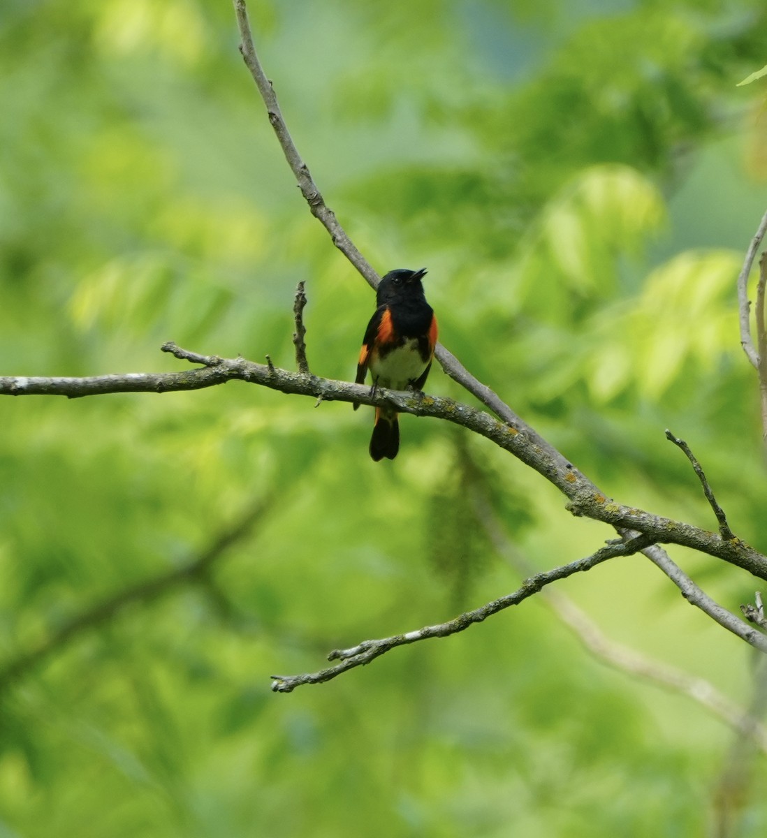 Paruline flamboyante - ML643958252