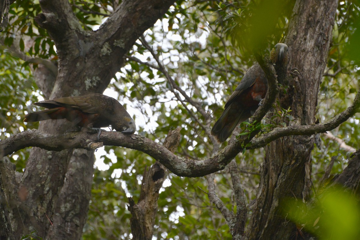 New Zealand Kaka - ML643958263
