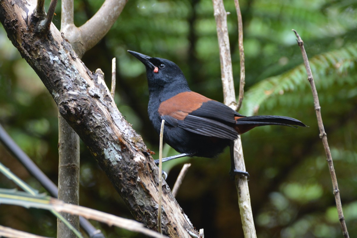 South Island Saddleback - ML643958274