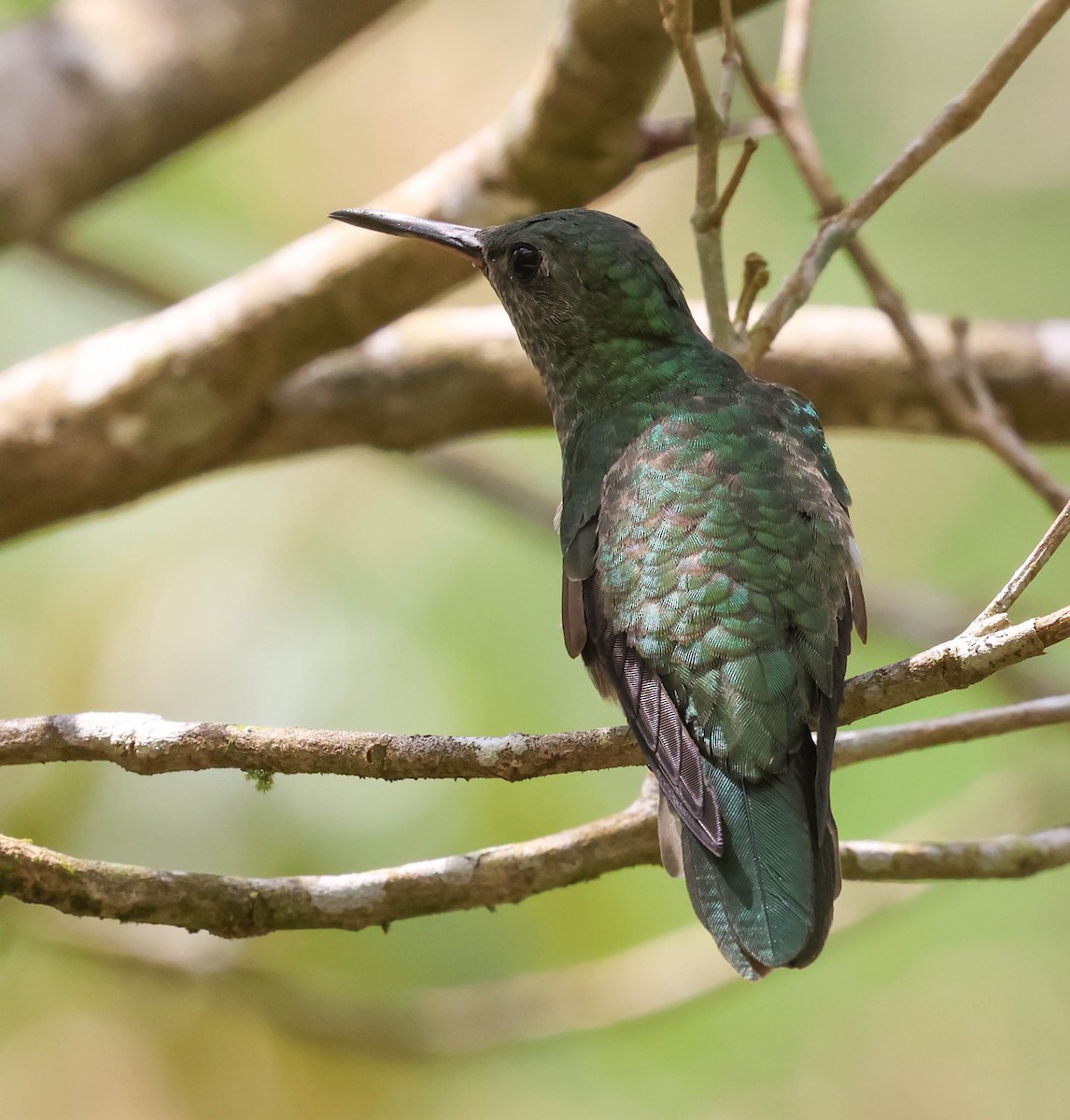 Scaly-breasted Hummingbird - ML643958279