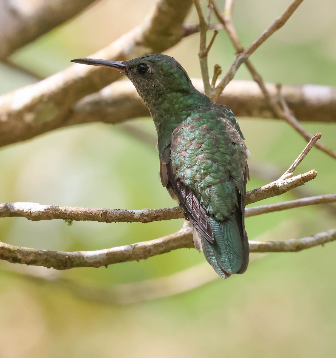 Scaly-breasted Hummingbird - ML643958280