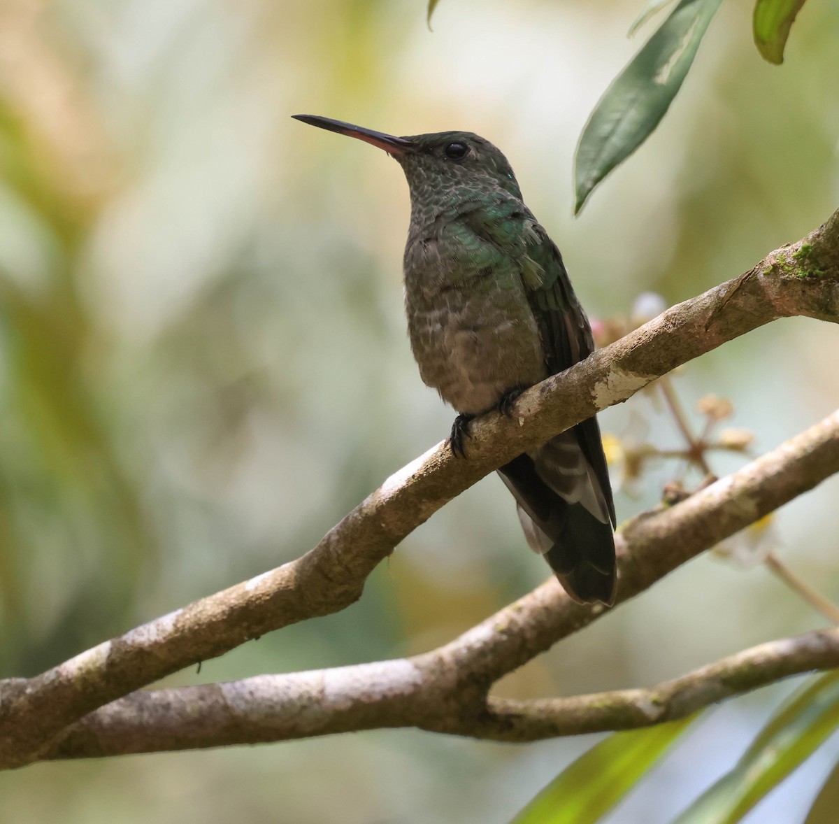 Scaly-breasted Hummingbird - ML643958281