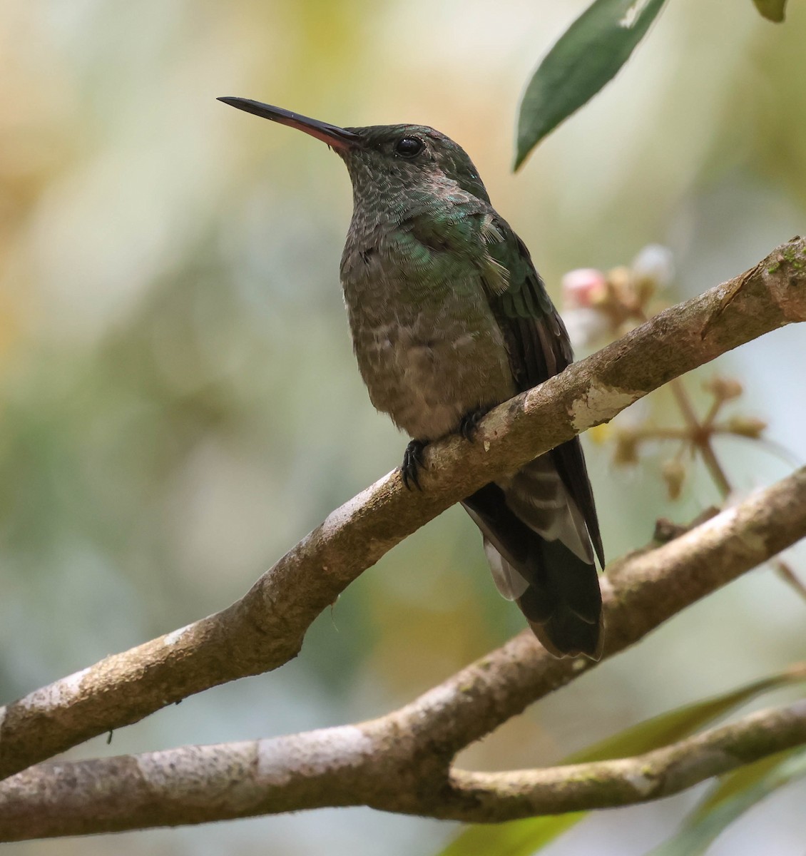 Scaly-breasted Hummingbird - ML643958282