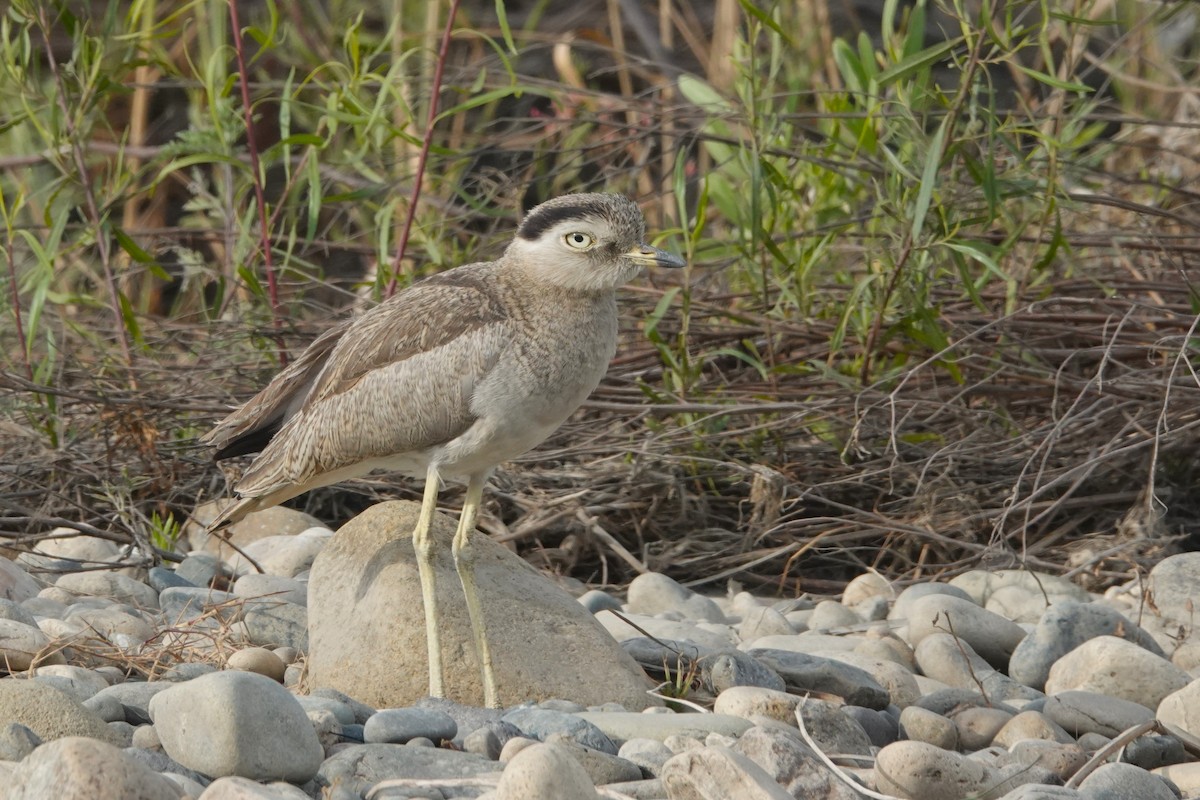 Peruvian Thick-knee - ML643958283