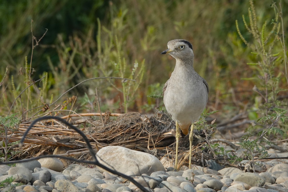 Peruvian Thick-knee - ML643958284
