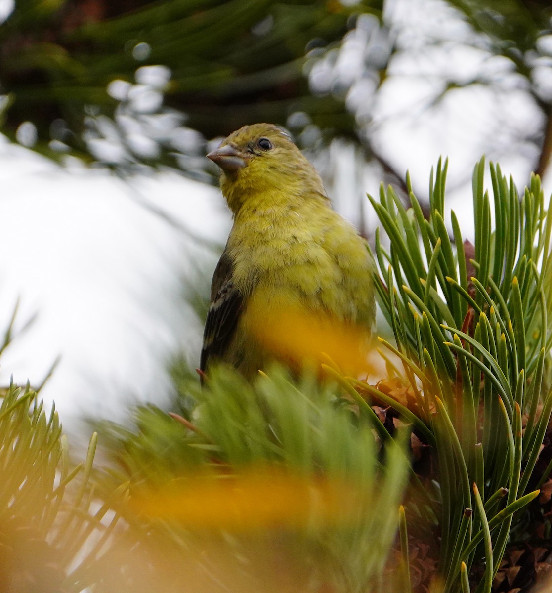 Lesser Goldfinch - ML643958293
