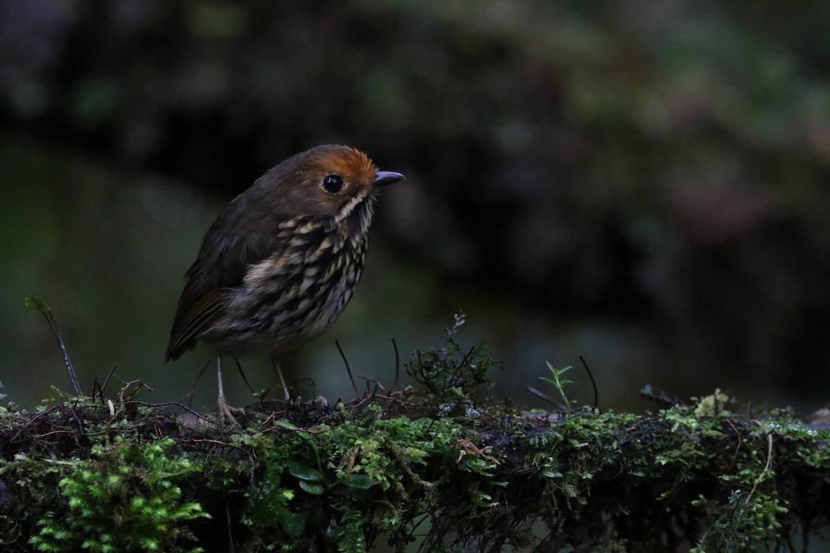 Ochre-fronted Antpitta - ML643958294