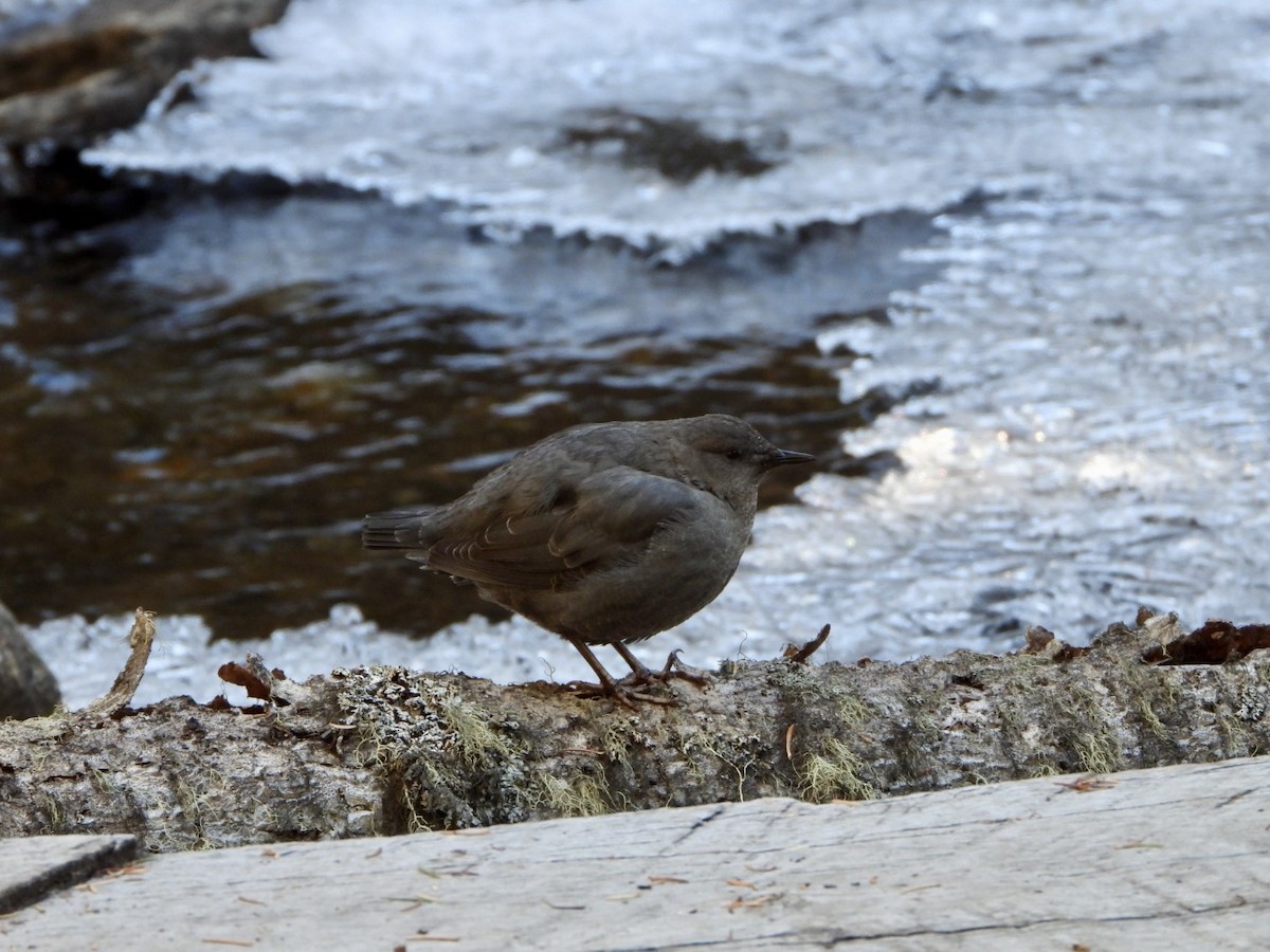 American Dipper - ML643958297