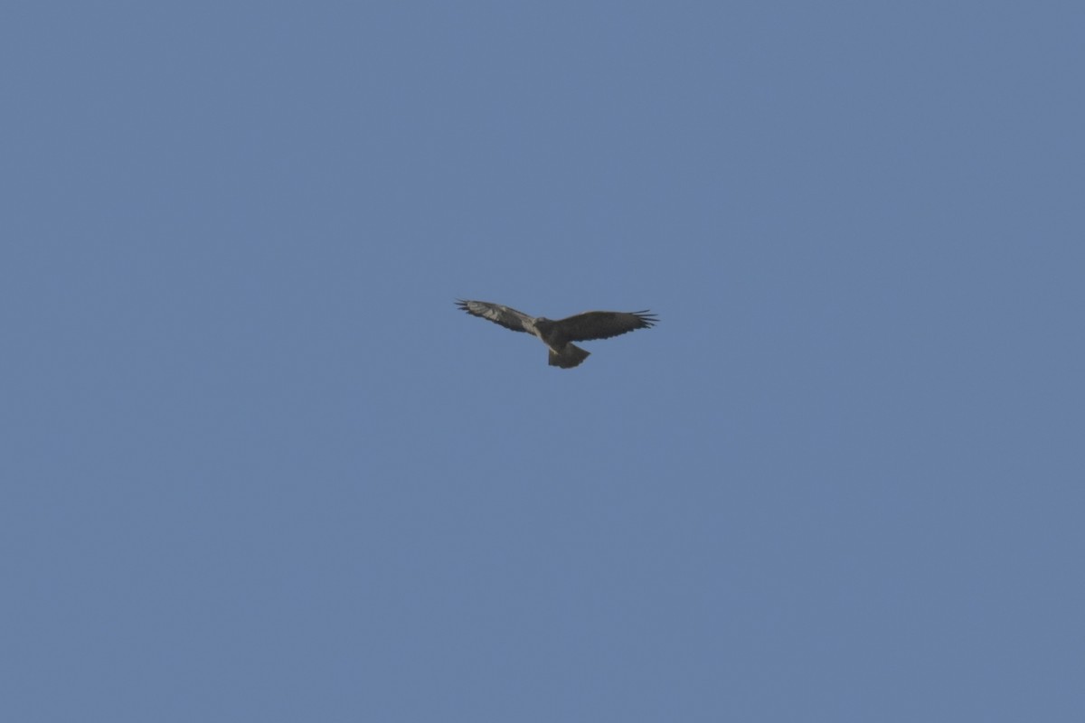 Buse variable - ML643958306