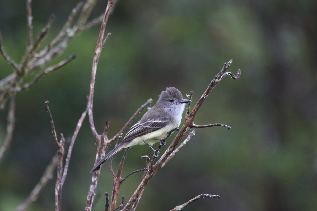 Pale-edged Flycatcher - ML643958307
