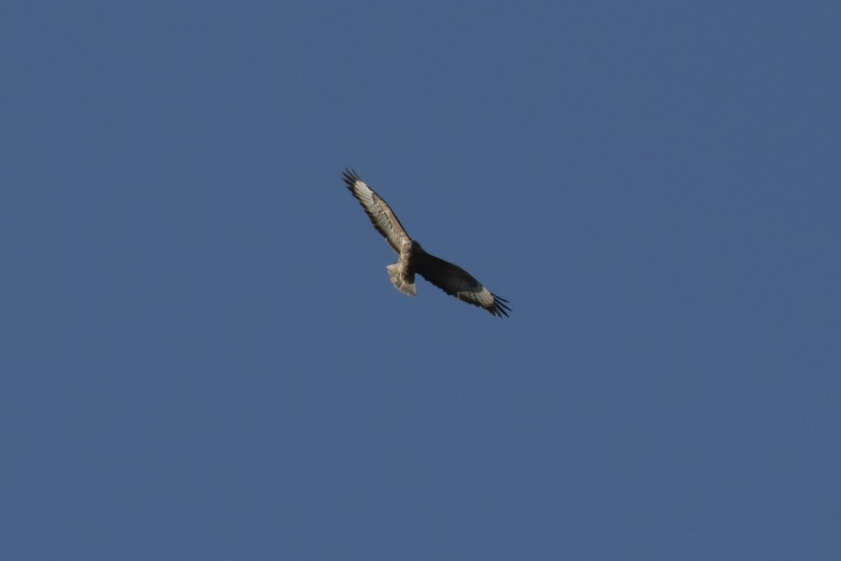 Buse variable - ML643958315
