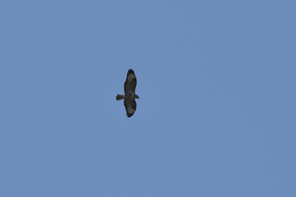 Buse variable - ML643958316