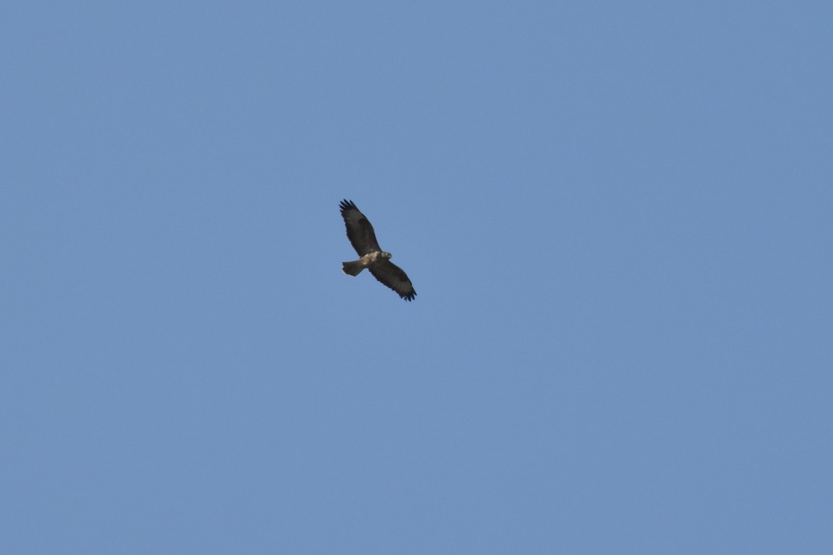 Buse variable - ML643958317