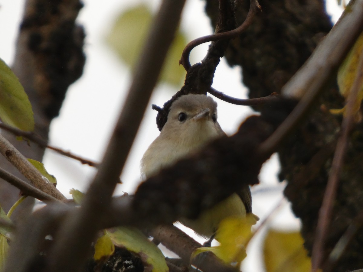 Eastern Warbling Vireo - ML643958319