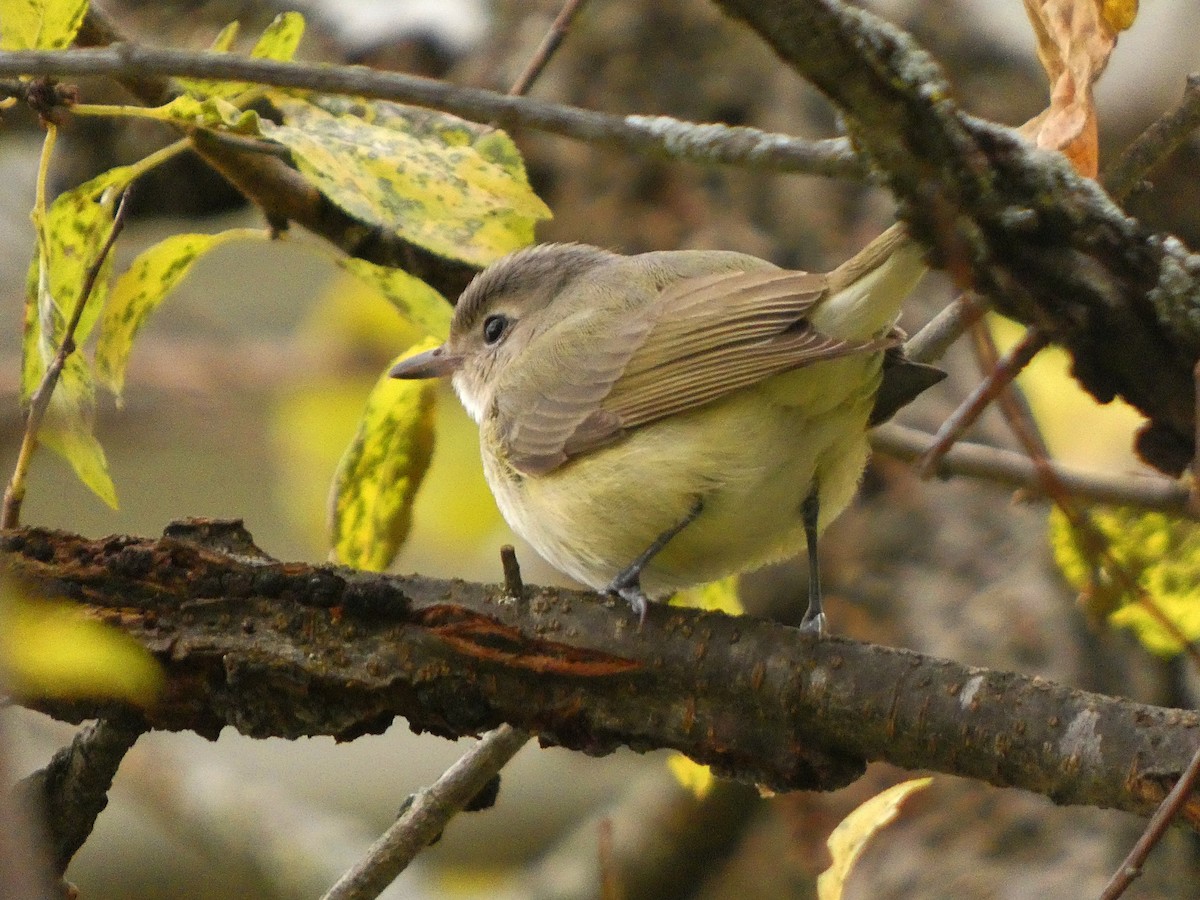 Eastern Warbling Vireo - ML643958320