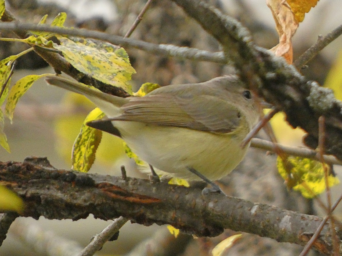 Eastern Warbling Vireo - ML643958321