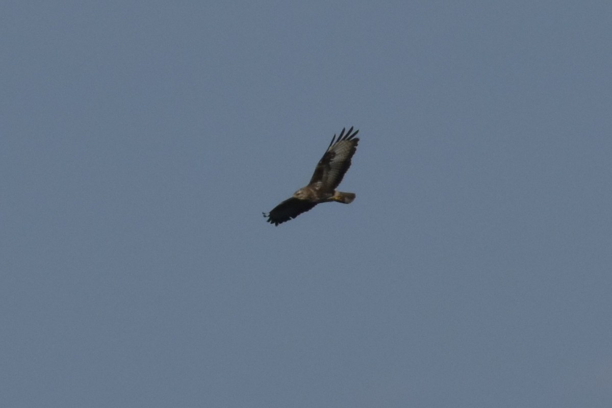 Buse variable - ML643958322