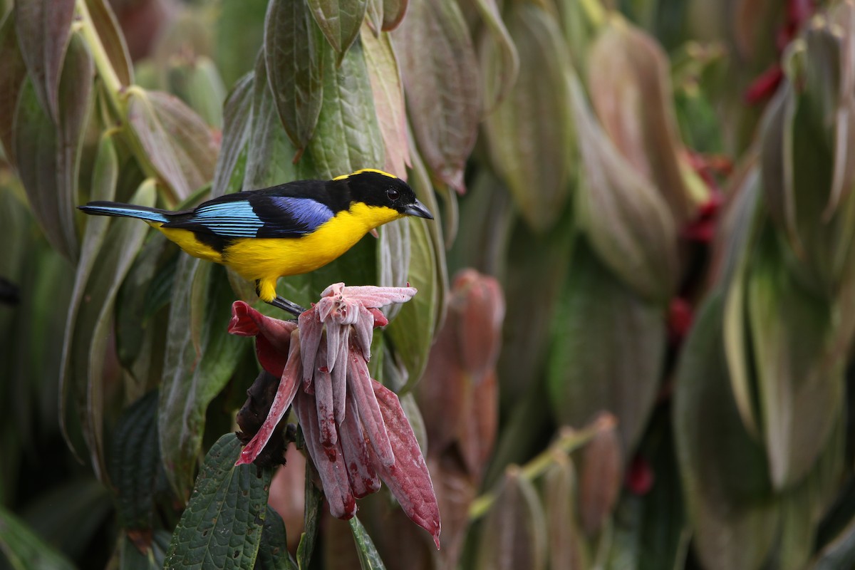 Blue-winged Mountain Tanager - ML643958330
