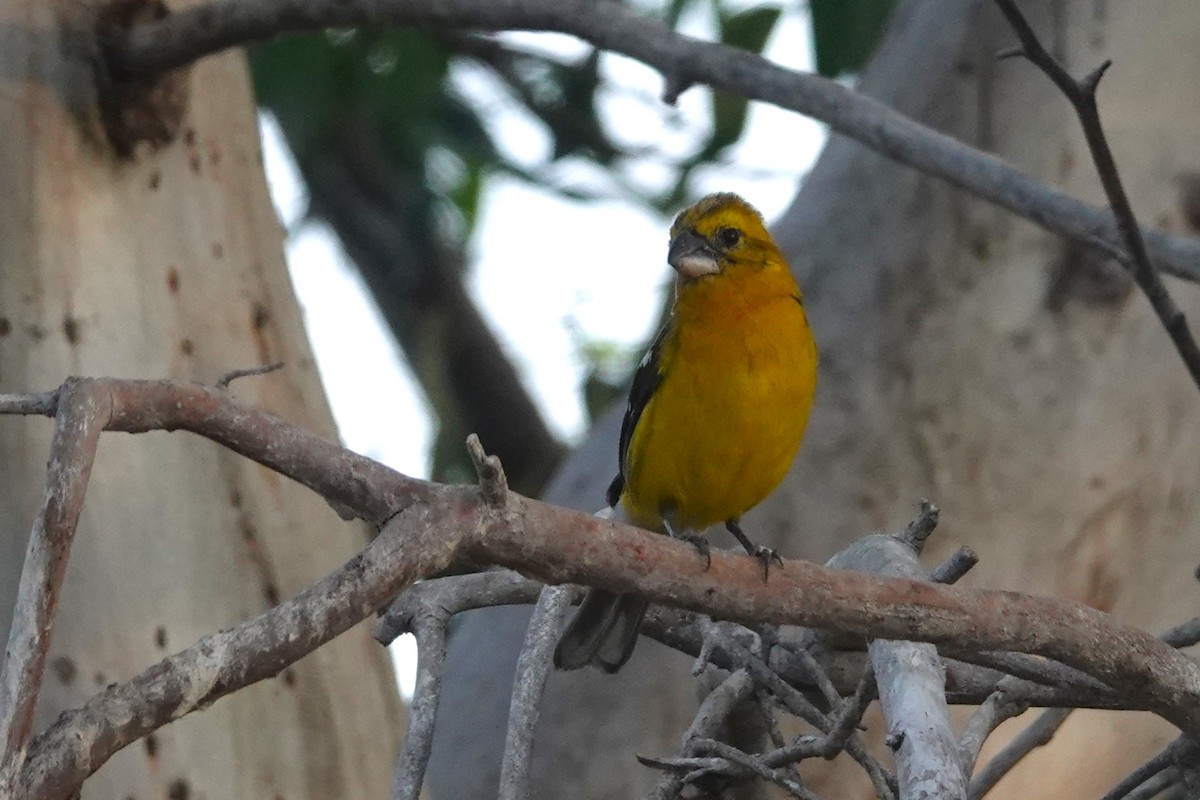 Golden Grosbeak - ML643958332