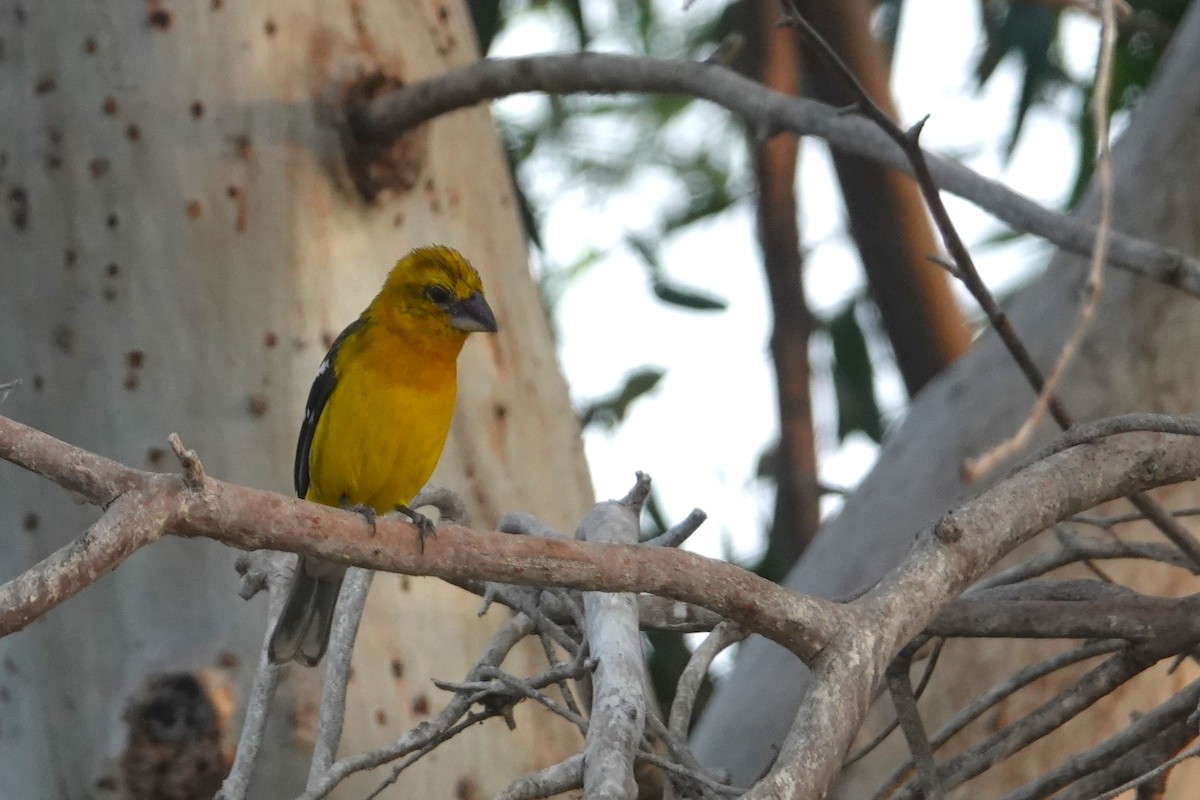 Golden Grosbeak - ML643958333