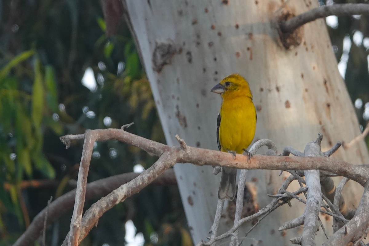 Golden Grosbeak - ML643958334