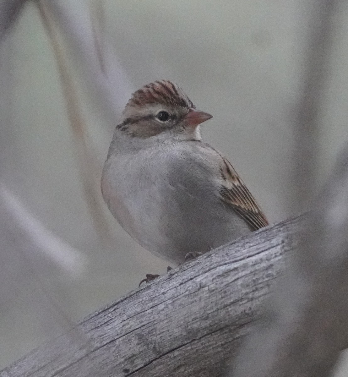 Chipping Sparrow - ML643958346