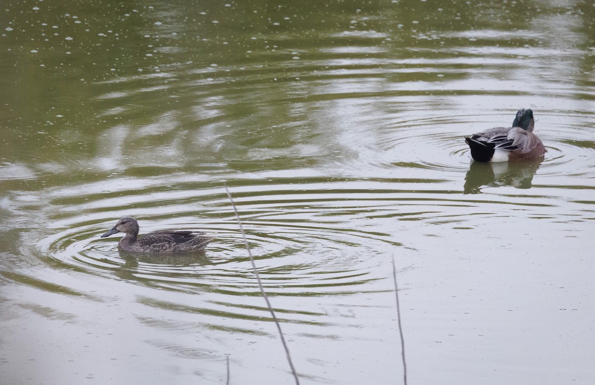 teal sp. - ML643958365