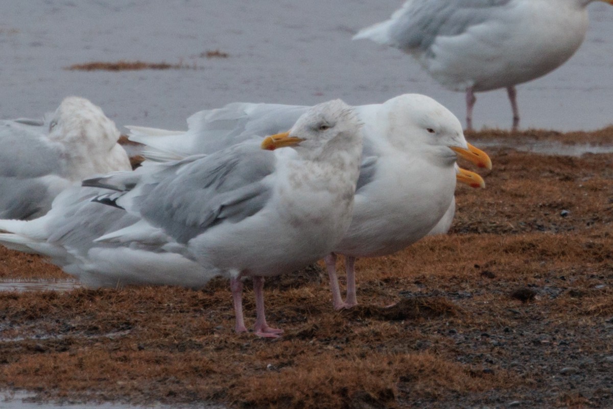 American Herring x Glaucous Gull (hybrid) - ML643958371