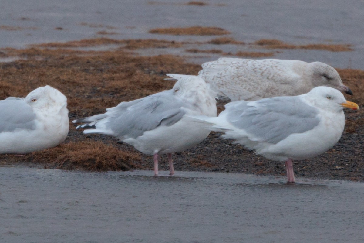 American Herring x Glaucous Gull (hybrid) - ML643958372