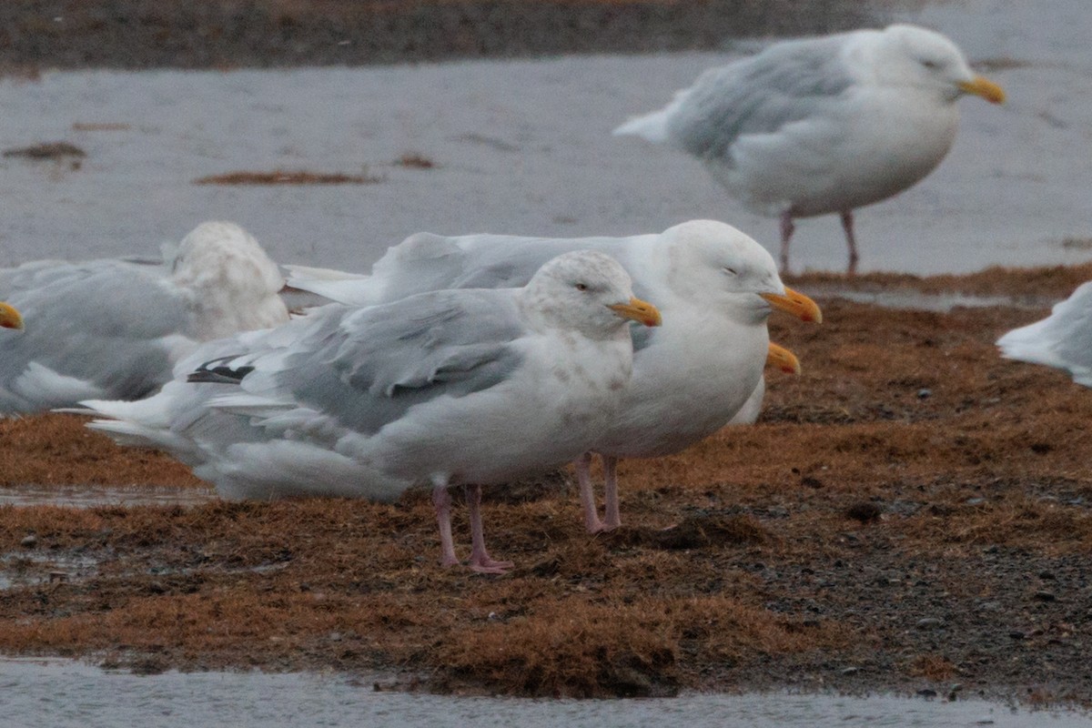 American Herring x Glaucous Gull (hybrid) - ML643958373
