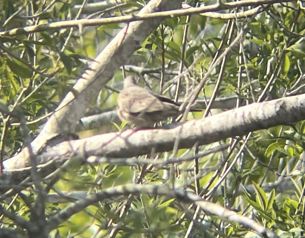 Common Ground Dove - ML643958398