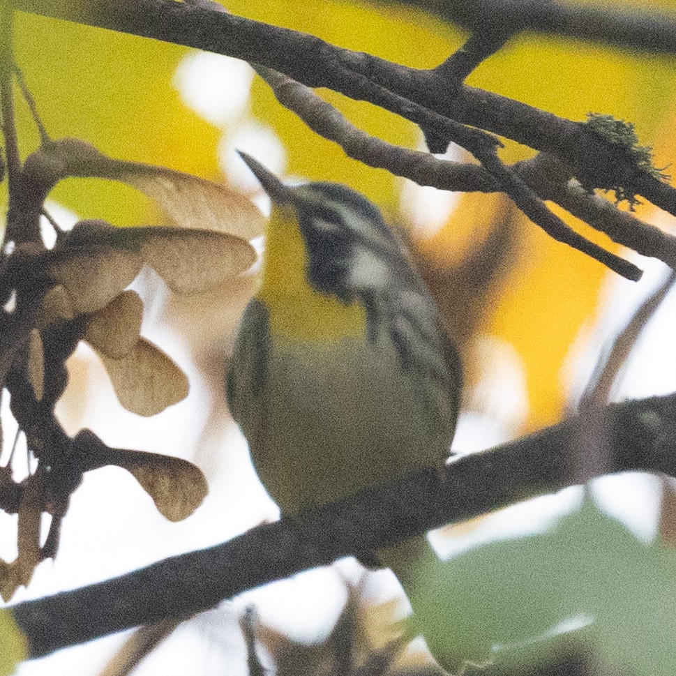 Yellow-throated Warbler - ML643958402