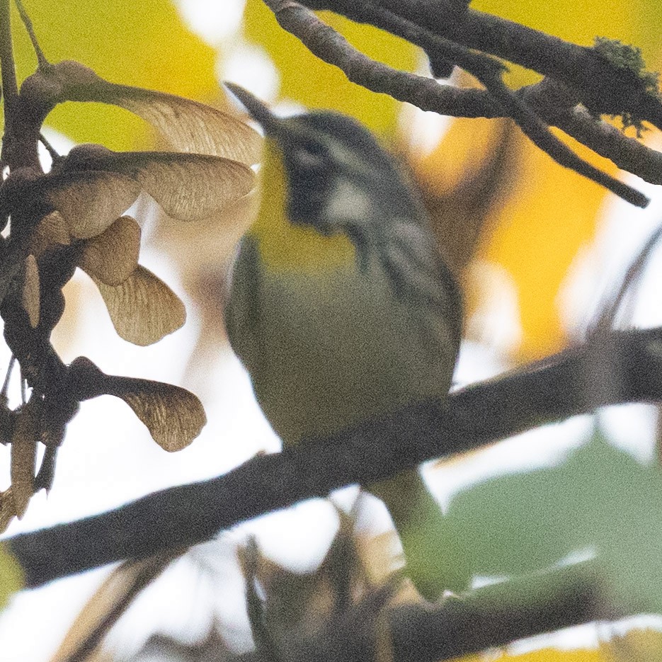 Yellow-throated Warbler - ML643958404