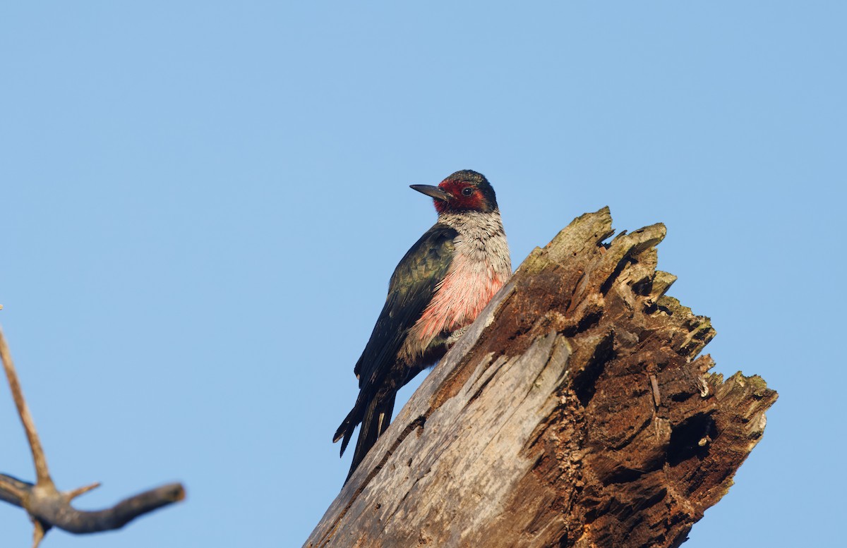 Lewis's Woodpecker - John Callender
