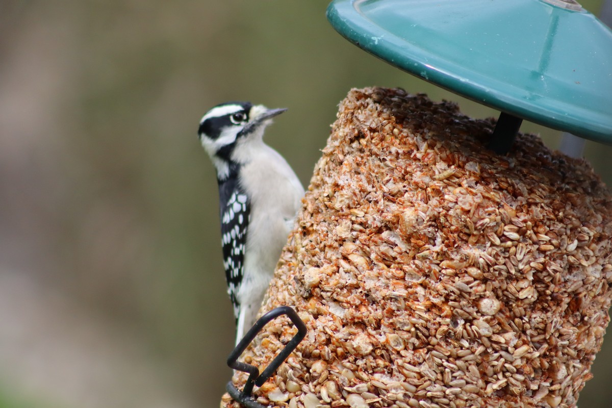 Downy Woodpecker - ML643958427