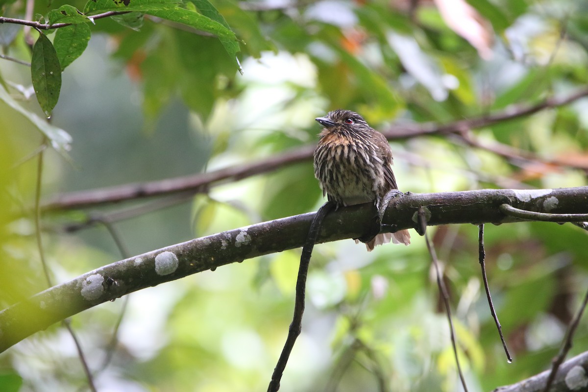 クロスジオオガシラ - ML643958429