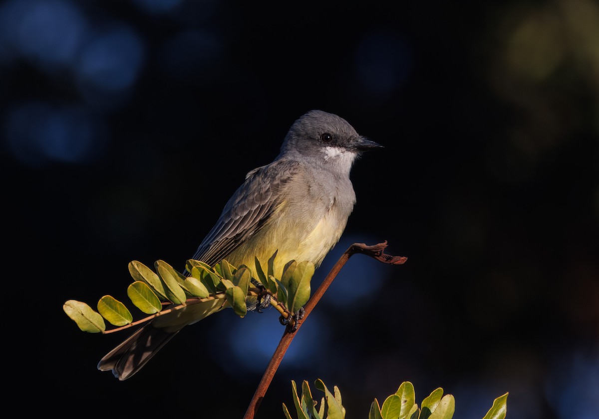 Cassin's Kingbird - ML643958447