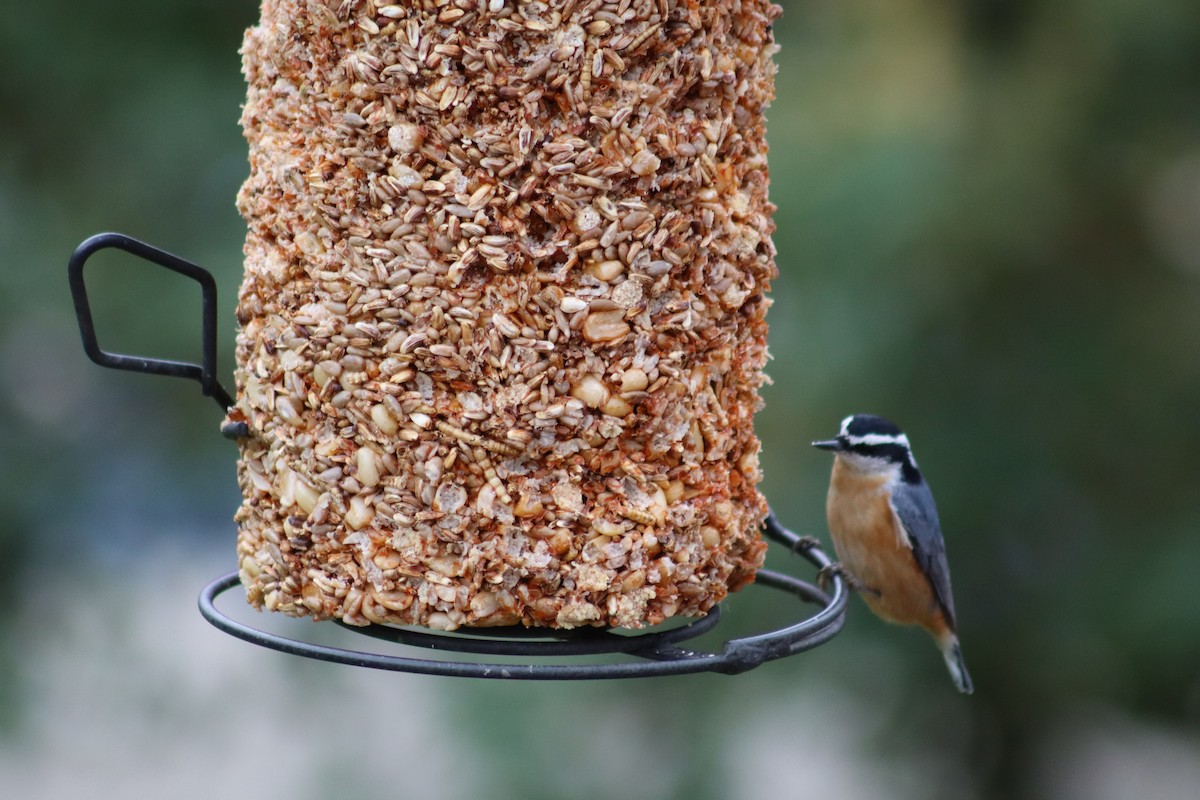 Red-breasted Nuthatch - ML643958449