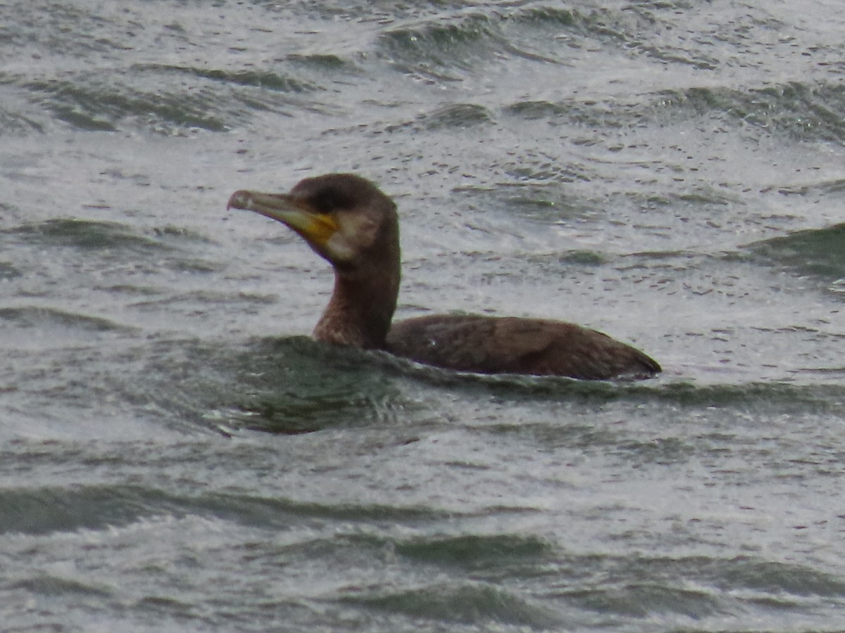 Great Cormorant - ML643958451