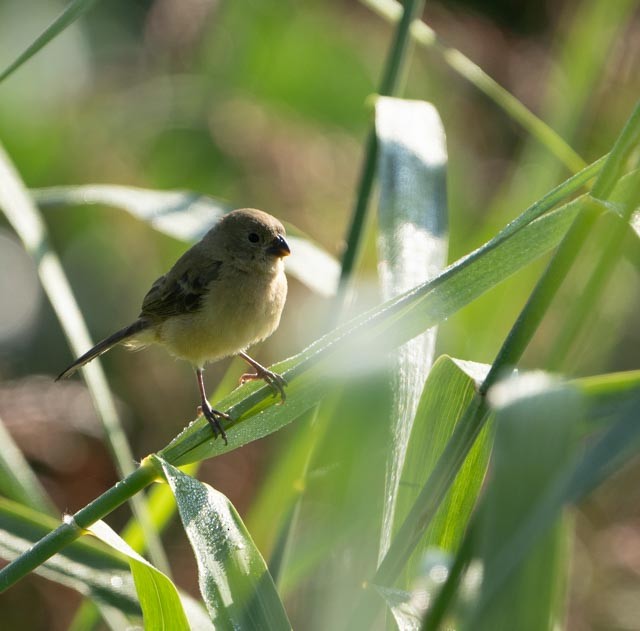 Cinnamon-rumped Seedeater - ML643958452