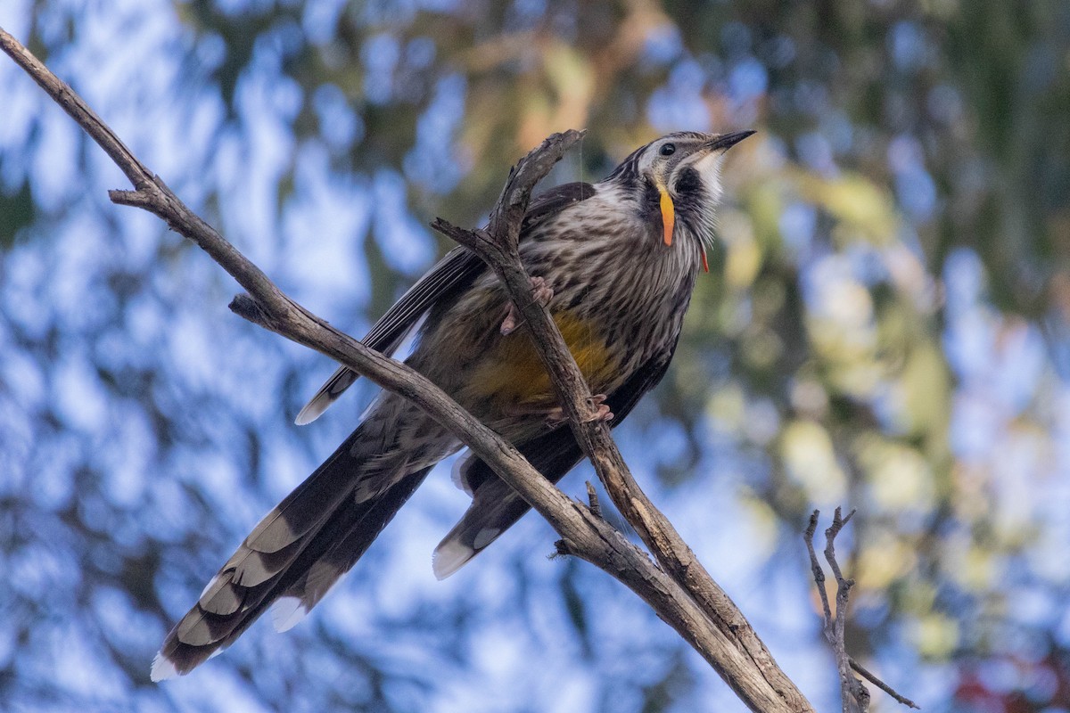 Yellow Wattlebird - ML643958457