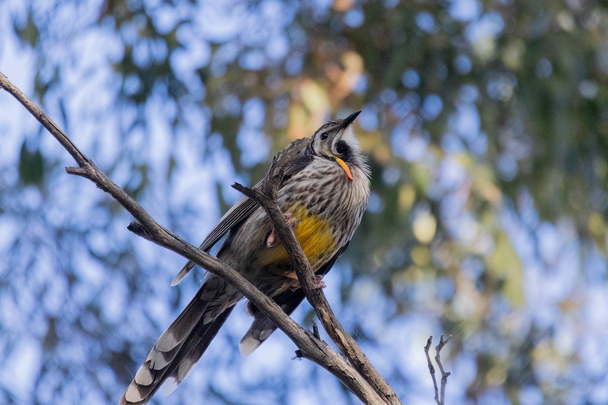Yellow Wattlebird - ML643958458